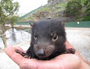 Tasmanian Devil 